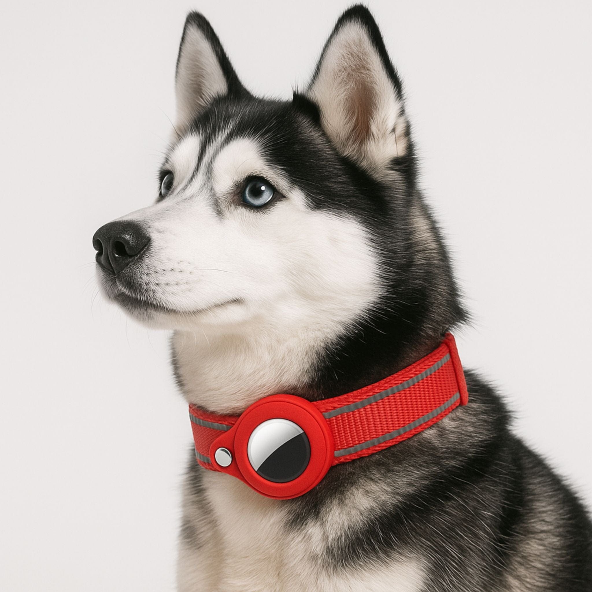 apple airtag for dog